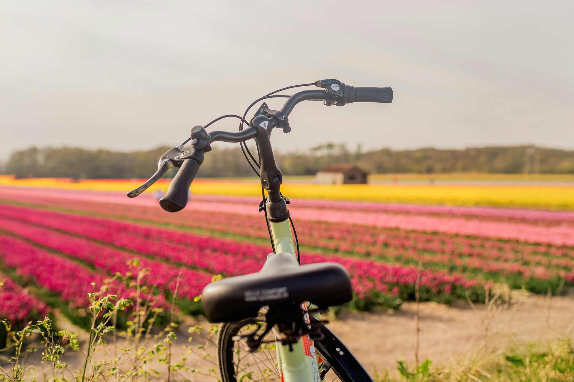 Fietsen in de Nederlandse duinen